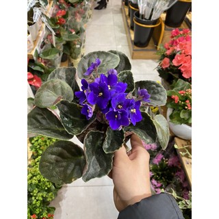 cây tử linh lan( violet châu phi) có kèm video cây