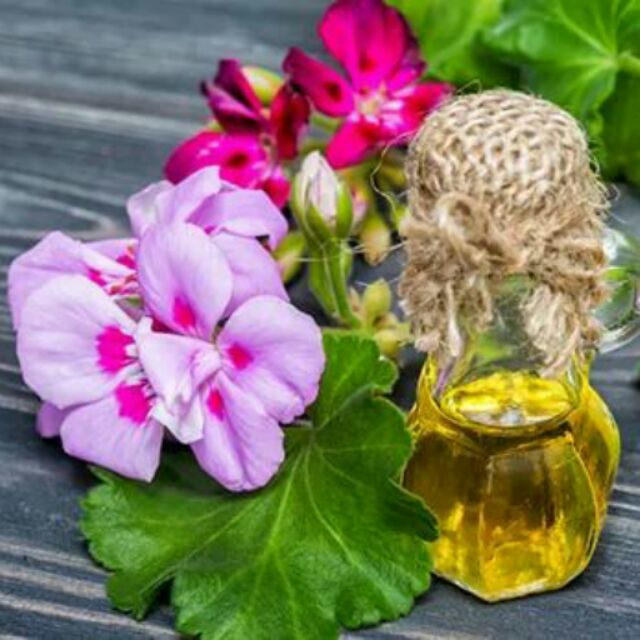 Tinh dầu phong lữ