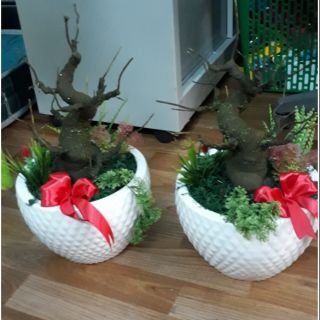 Gốc bonsai mai đào