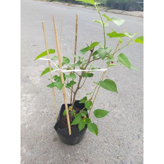 Cây dâu tằm