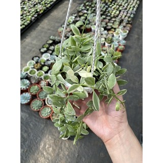Chậu treo hạt dưa
