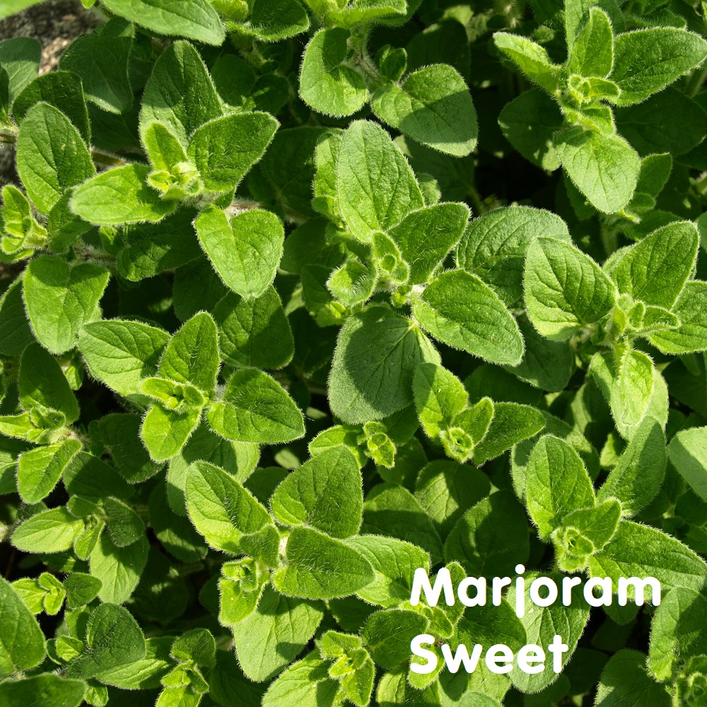 Tinh dầu Kinh giới ô ngọt Marjoram Sweet Essential Oil