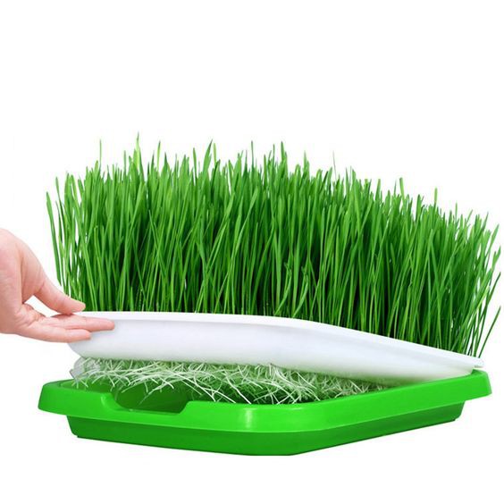 Khay trồng rau mầm tiện lợi (Vườn Sài Gòn - Vuon Sai Gon)