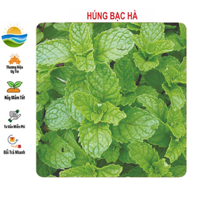 Hạt giống húng bạc hà