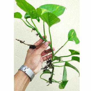 Dây trầu bà giống có rễ như hình trồng thuỷ sinh hoặc trồng đất