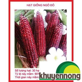 Gói 30 hạt giống ngô nữ hoàng đỏ