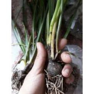 củ hoa huệ mưa