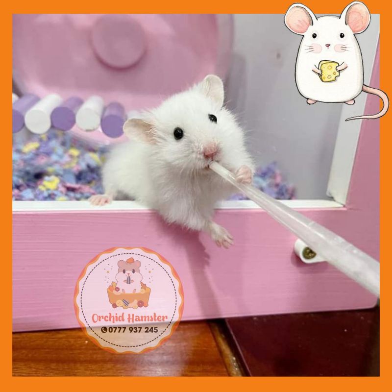 Ống Đút Sữa Cho Hamster