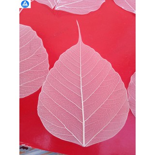 xương lá bồ đề nguyên bản chưa tẩy hóa chất
