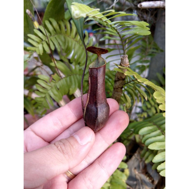 Cây nắp ấm  N. gracilis black