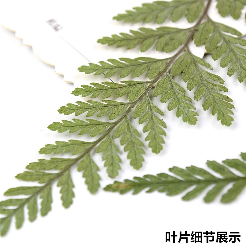 Cây Dương Xỉ Giả Cắm Hoa Khô Trang Trí Để Bàn