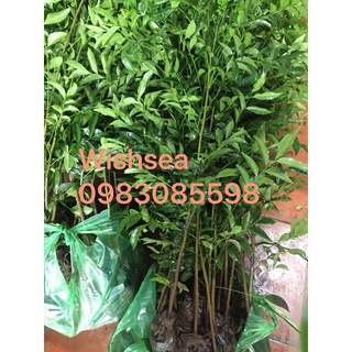 Cây móc mật, mắc mật (combo 2 cây)