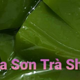 (Hỏa tốc) Cây SƯƠNG SÂM LÔNG, cây con, rễ khỏe.
