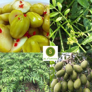 Cây Cóc Thái Siêu Trái Cho Trái Sau 3 Tháng Trồng