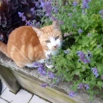 Hạt Giống Bạc Hà Mèo Catnip (Cỏ Mèo)