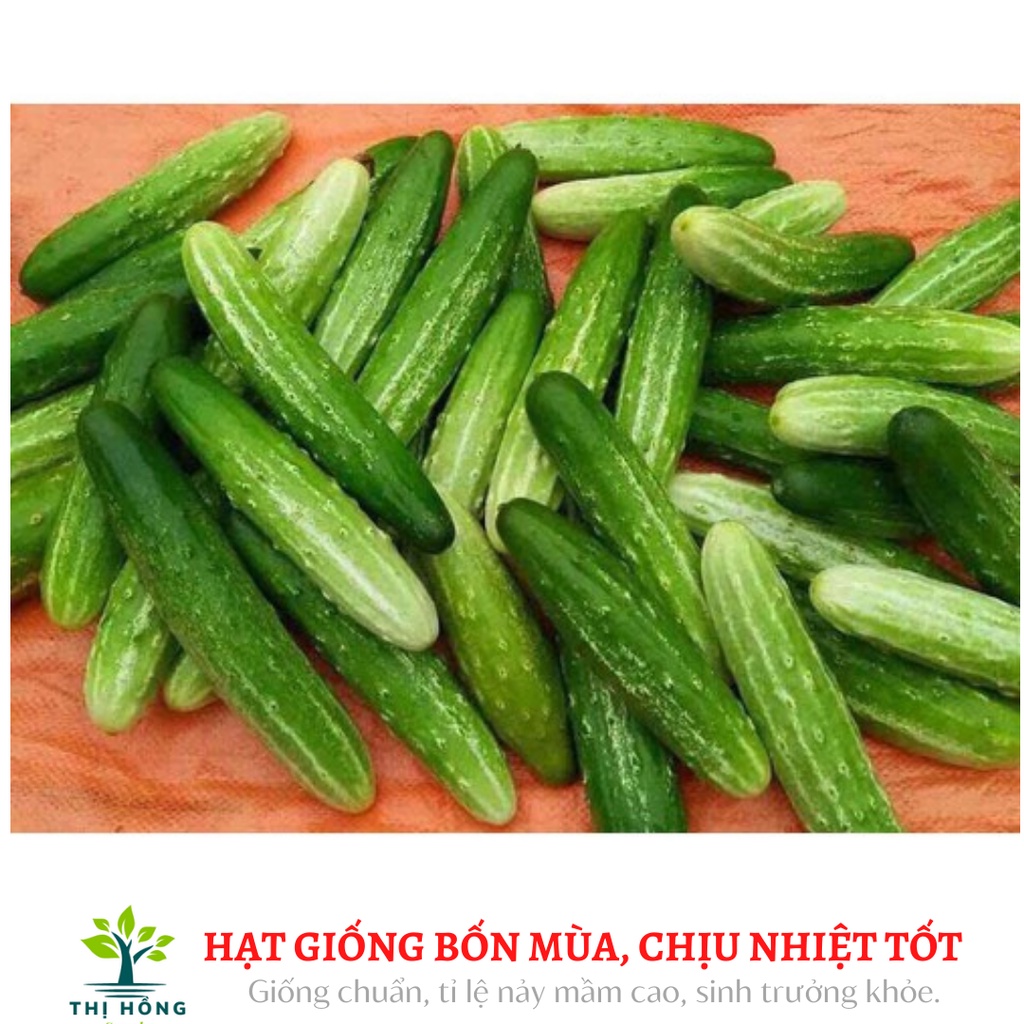 Hạt giống dưa chuột nếp Yên Mỹ 2g