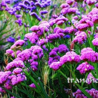 100G TRÀ FORGETMENOT CHỌN LỌC