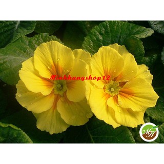 Hạt Giống Hoa Anh Thảo Vàng - Hạt Chuẩn Nảy Mầm Tốt