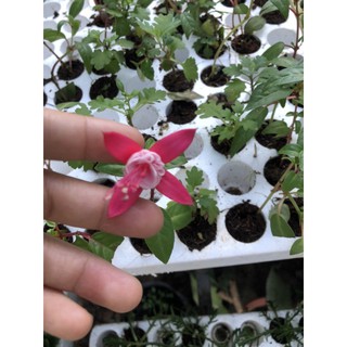 cây giống hoa lồng đèn 5 cây mix màu