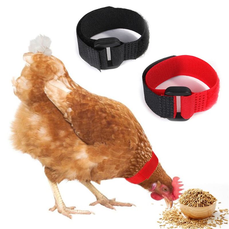Lucky Set 6 Vòng Đeo Cổ Gà / Vịt Rooster Điều Chỉnh Được Chống Tiếng Ồn Bền Bỉ