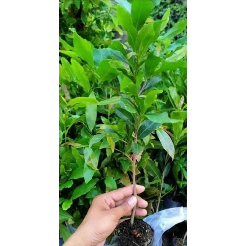 Cây mai vàng quấn rễ