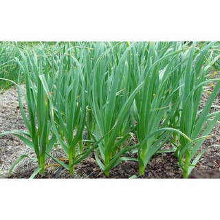 Hạt giống tỏi tây (Hành boa rô) 0,5gr