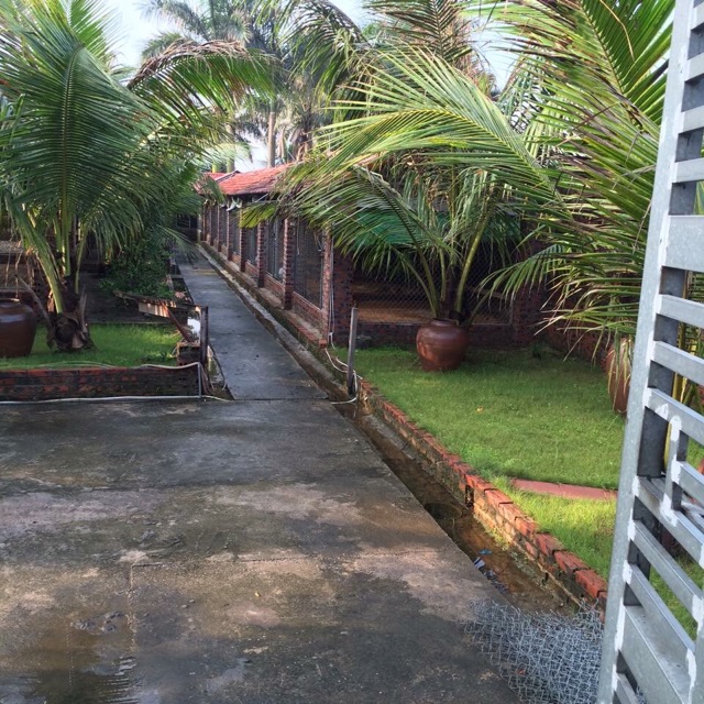 30 lông công 68cm LOẠI 1, to đẹp | BigBuy360 - bigbuy360.vn