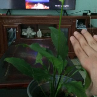 Cây Lan ý (cở nhỏ-đã ra hoa)