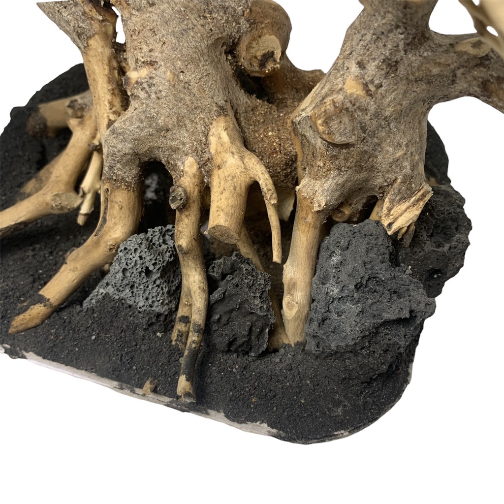 [NHẬN QUÀ KHI MUA ĐƠN 39K] Cây Bonsai Thuỷ Sinh Đã Tạo Dáng Và Ghép Đá - Bonsai Trang Trí Hồ Cá, Bể Cá