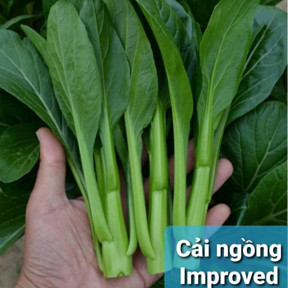 Hạt giống cải ngồng Improved chịu nhiệt nhập Mỹ - Johnny's Seeds