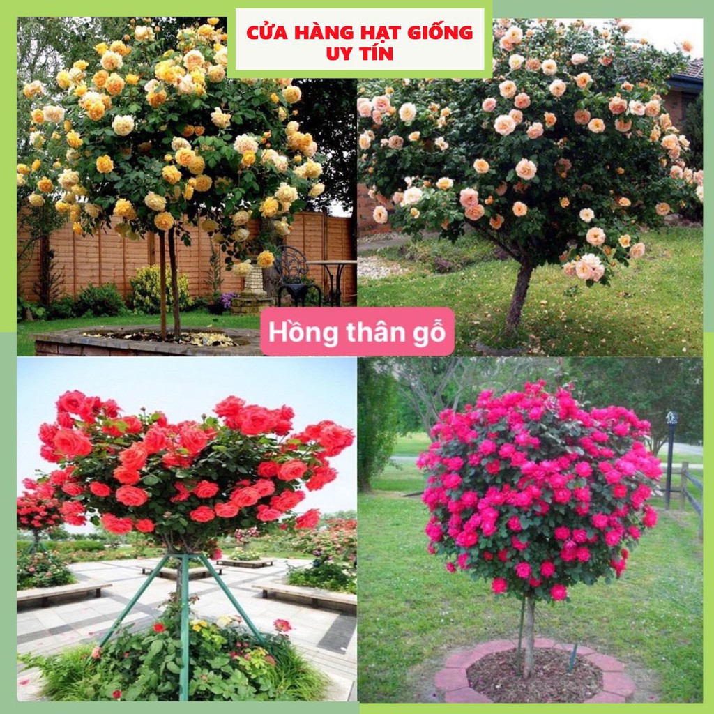 Hạt giống hoa hồng thân gỗ mix nhiều màu dễ trồng dễ chăm sóc gói 100 hạt  nhà cửa và đời sống cửa hàng hạt giống uy tín