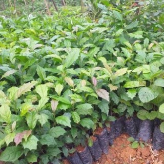 [CHUẨN GIỐNG F1] Cây Xạ Đen