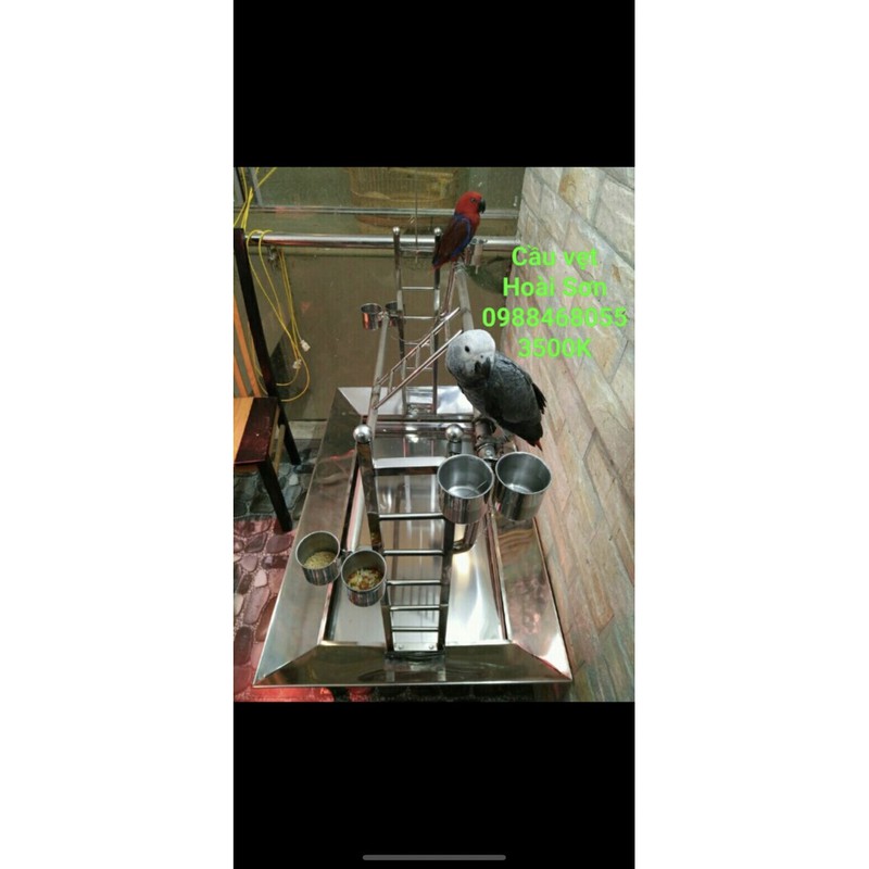 Cầu đứng inox cao cấp cho vẹt
