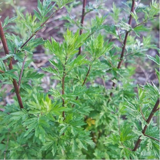 50 hạt giống ngải cứu - ngải đắng mugwort