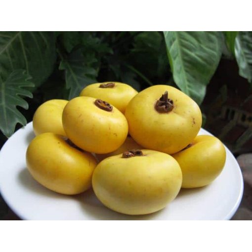 Cây Thị gieo hạt