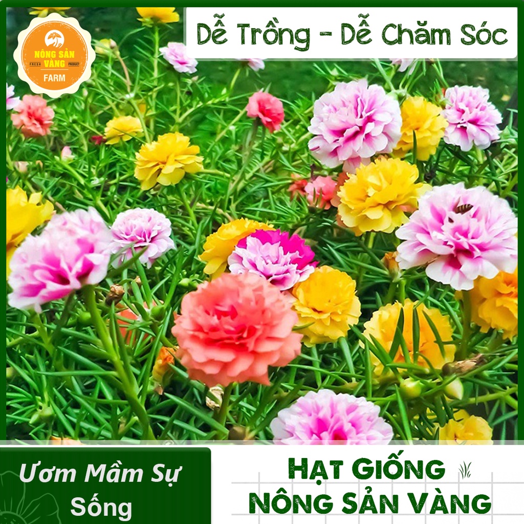 giống Hoa Mười Giờ Mỹ Kép Nhiều Màu ( Gói 100 hạt ) - Nông Sả