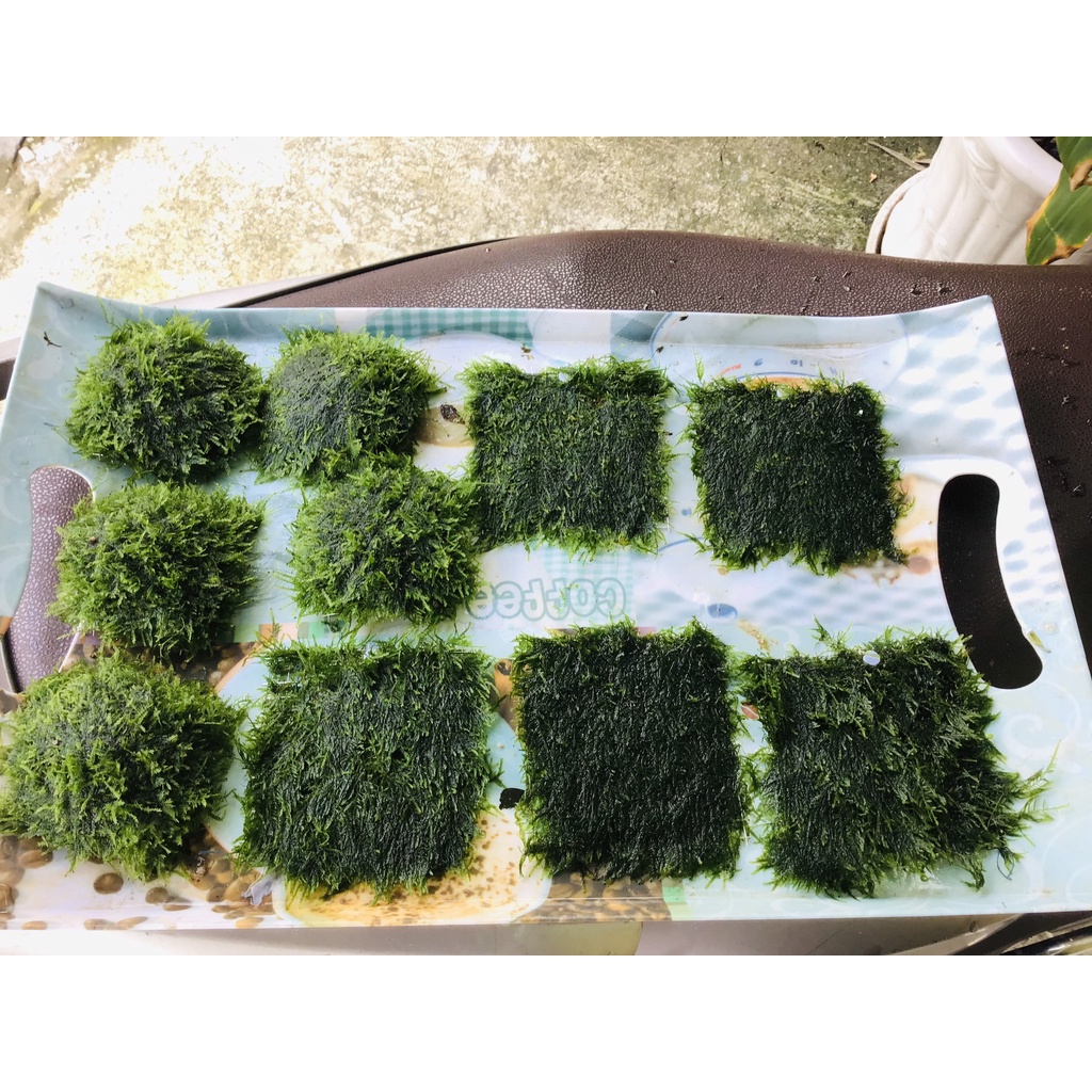 Rêu thủy sinh - Mini Spinky lá nước và Cầu rêu 9x9- Trang Trí Hồ Cá Thuỷ Sinh - Rêu Thuỷ Sinh Dễ Trồng