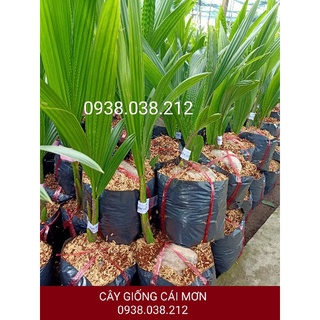 CÂY DỪA XIÊM DỨA LÙN ( DỪA XIÊM THƠM THÁI LAN )