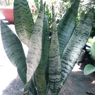 Cây lưỡi hổ cao sọc xanh