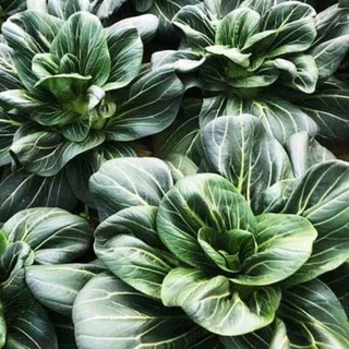 Hạt giống cải thìa xanh đậm (Nội địa Trung)