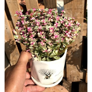 Chậu sứ  sen đá Đô La hồng