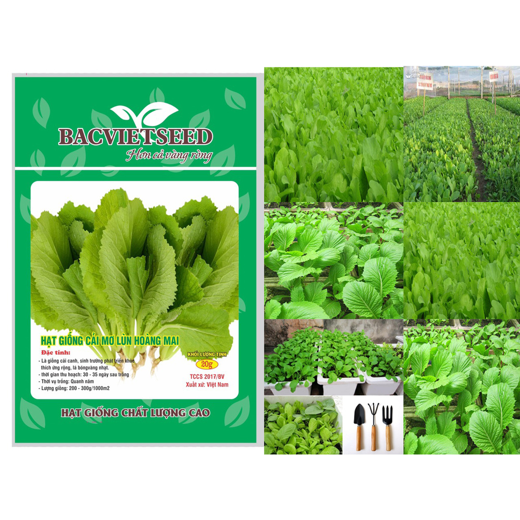 [20Gr, 50Gr] HẠT GIỐNG CẢI MƠ LÙN HOÀNG MAI (cây khỏe, thời gian thu hoạch nhanh 30 ĐẾN 35 NGÀY, không đắng)