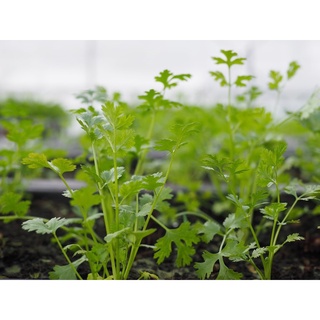 Hạt giống NGÒ RÍ ( Ngò Bạc Liêu), gói 20gr