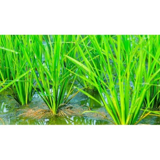 Phân bón cho lúa, ra rễ nở bụi lúa 500ML