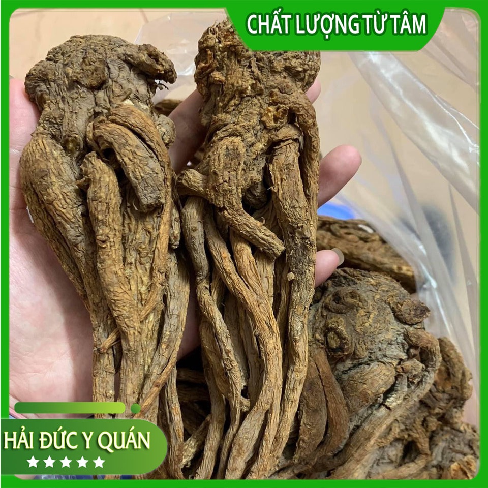 Đương Quy Cam Túc  Củ To, Thơm Hàng Thượng Phẩm