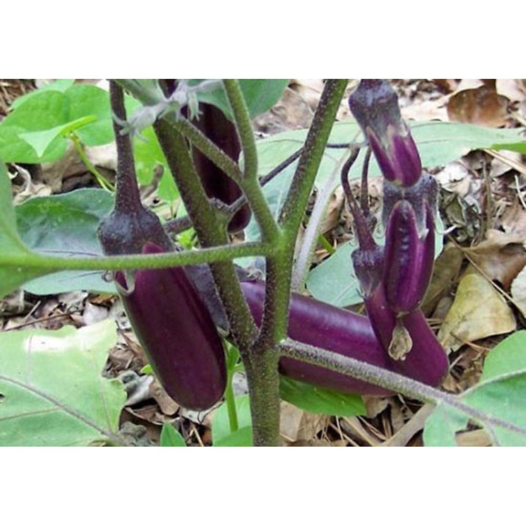 (2Gam) Hạt giống cà tím F1 quả dài CALI cây khỏe, cho trái nhiều