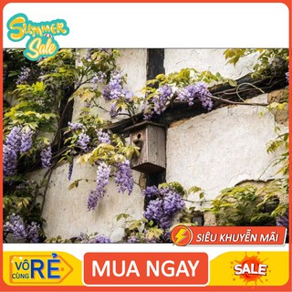  cây giống hoa Tử Đằng Tử thân gỗ cao 50-80cm [Hàng Tốt]