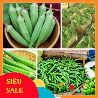 20g Hạt giống Đậu Bắp Cao Sản (tặng gói Kích nẩy mầm và Hướng dẫn)