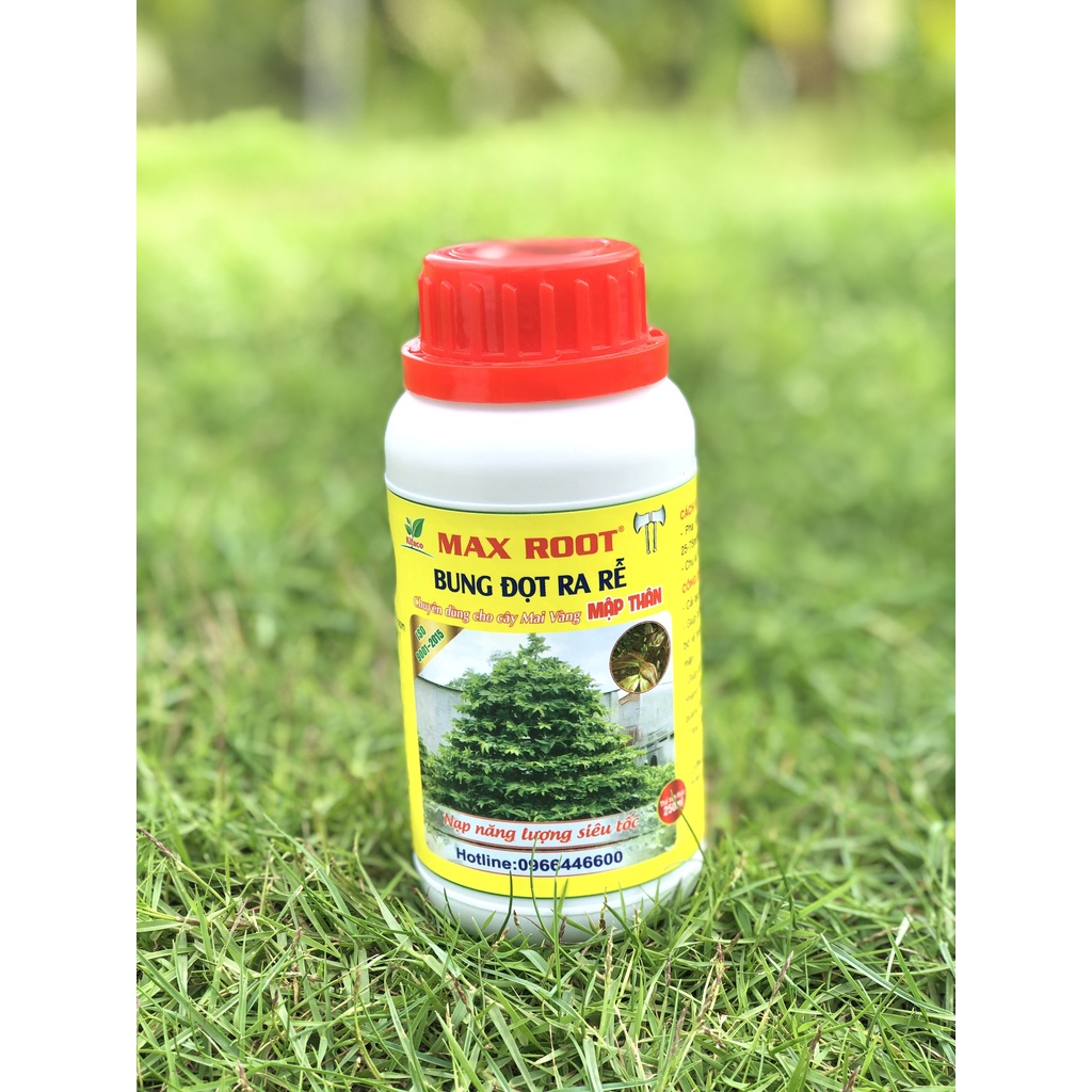 PHÂN BÓN CHO MAI VÀNG BUNG ĐỌT RA RỄ MAX ROOT CHAI 250ml, 500ML, 1L - BUNG TƯỢC MẠNH ĐẺ NHÁNH NHANH, XANH LÁ, DÀY LÁ