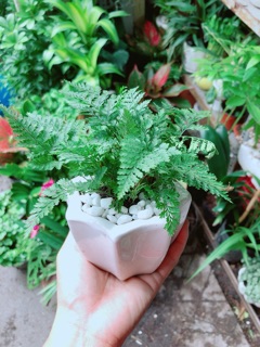 Chậu Cây Dương Sỉ Nhật